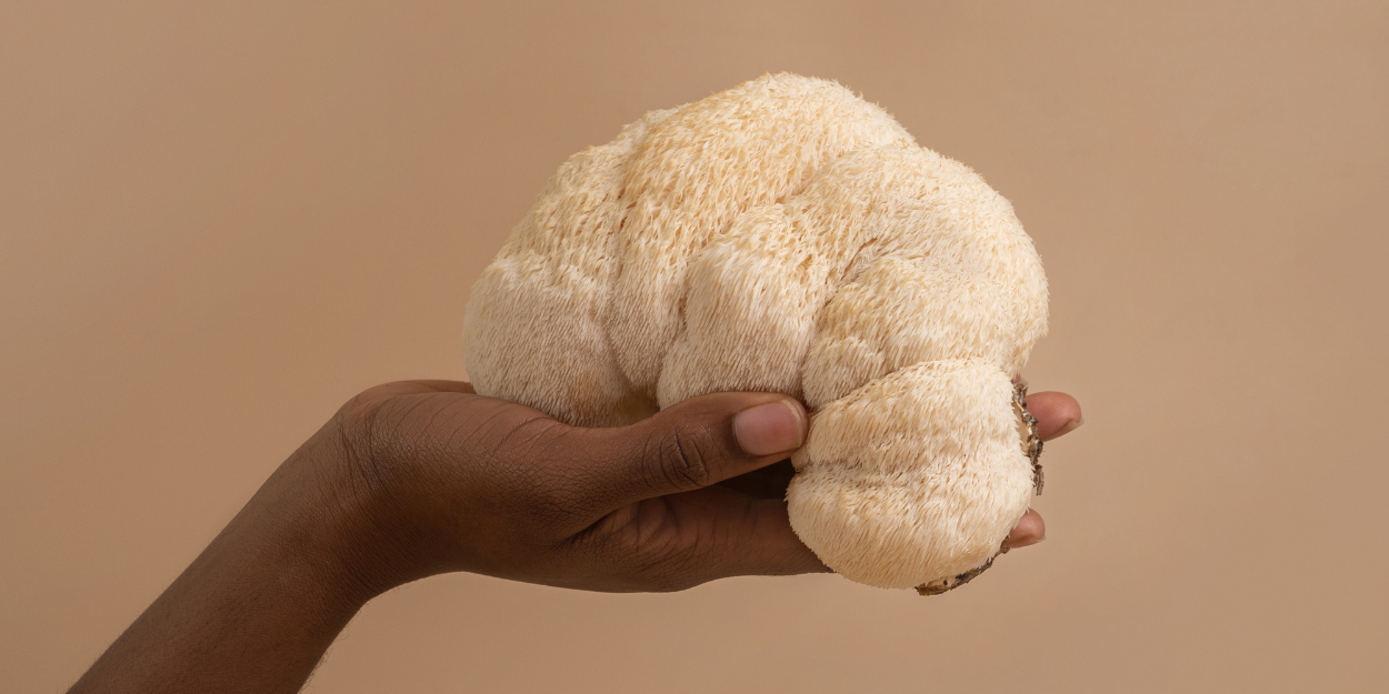 Close-up of white Lion's Mane mushroom fruiting body with dense cascading spines